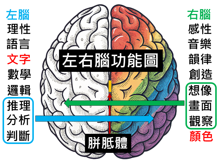 左右腦示意圖